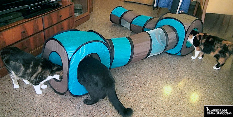 Juegos para gatos de interior