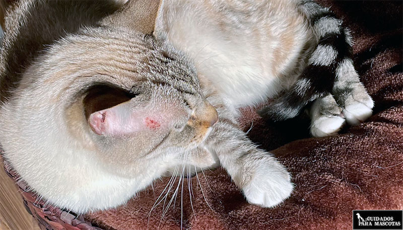 Mi gato tiene una herida debajo de la oreja ¿qué ser?
