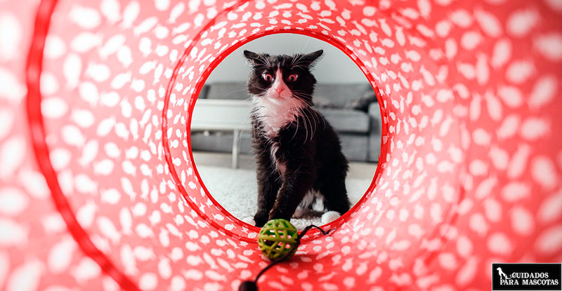 Túneles para gatos