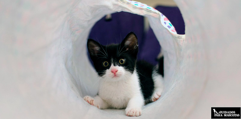 Túneles para gatos
