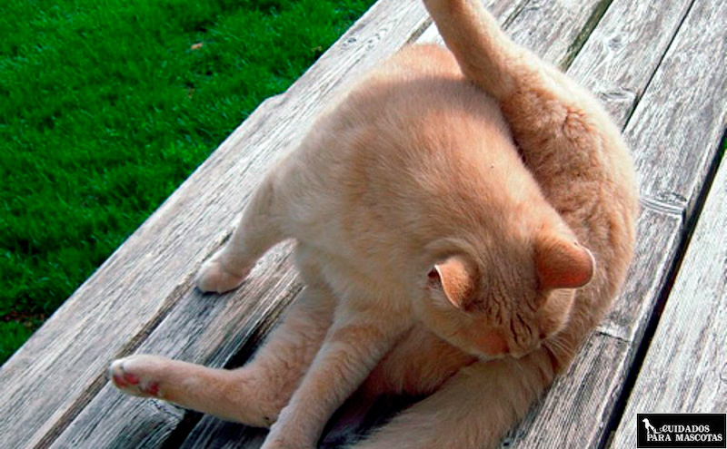 Bultos rojos en el ano de tu gato