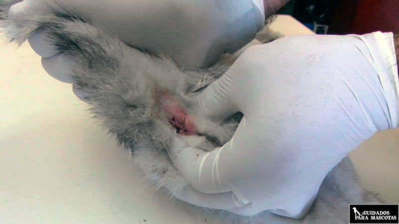 Las glándulas anales pueden causar bultos rojos en el ano de tu gato