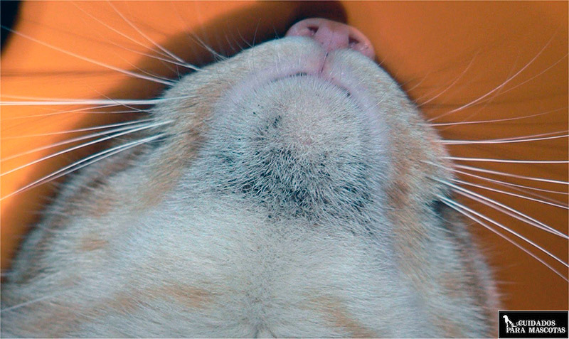 Acné felino