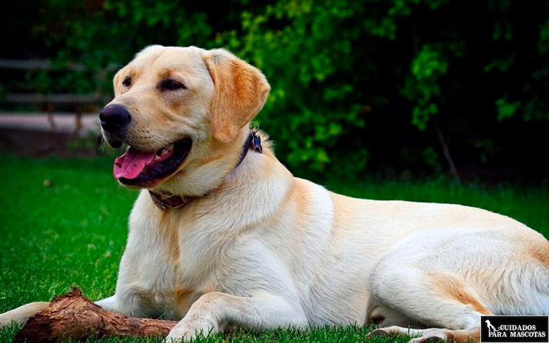 Biotina para perros