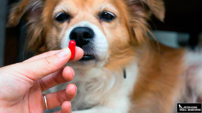 Pastillas para perros