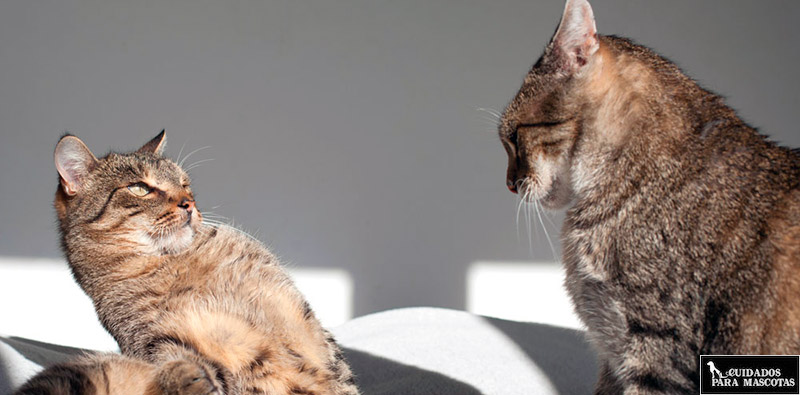 Presenta de nuevo a tus gatos para conseguir que se lleven bien