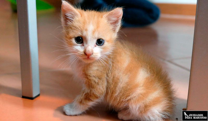 7 Cuidados para un gato pequeño