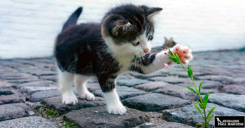 Cuidado con las plantas y los gatitos