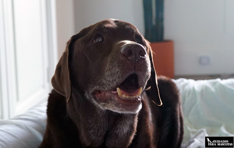 Síntomas de ataques cardiovasculares en perros