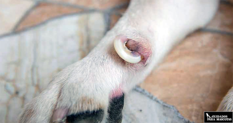 Trucos y consejos para cortar las uñas de tu perro