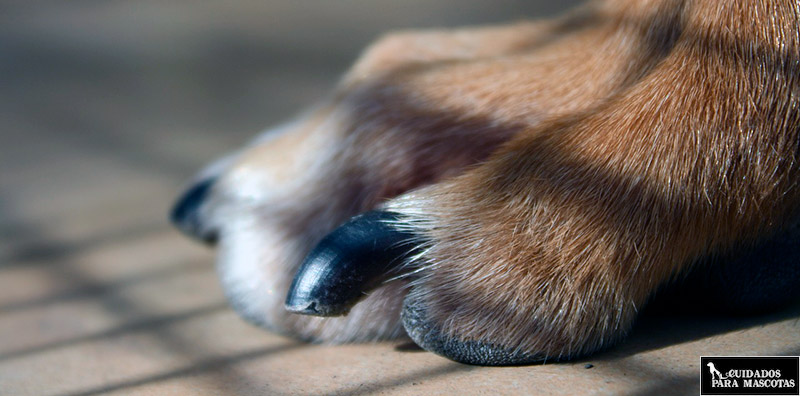 Así puedes cortar y cuidar las uñas de tu perro