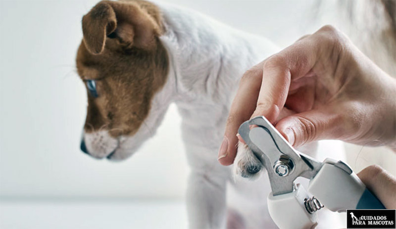 Aprende a cortar las uñas de tu perro