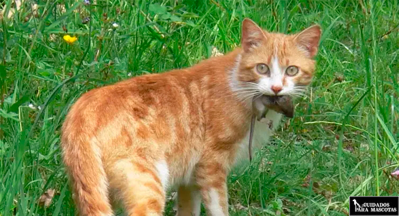 Gato cazando pájaro