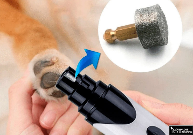 Razón rociar Denso Esta es la mejor forma de cortar (y cuidar) las uñas a un perro