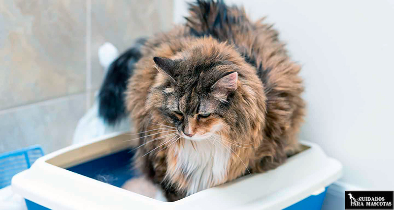 Adulto audición Vibrar Mi gato tiene diarrea: motivos por los que se produce y soluciones en casa