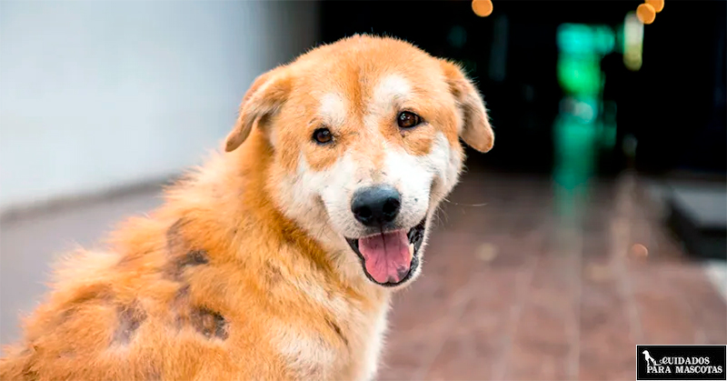 Perro pierde pelo por subproductos animales