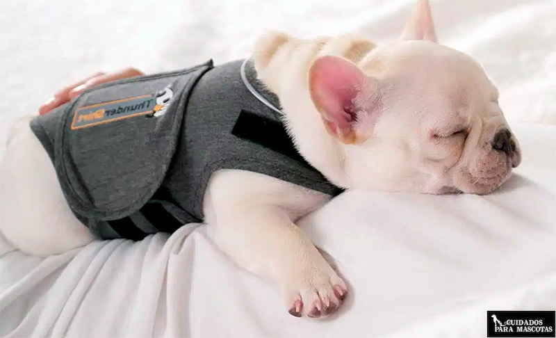 El mejor chaleco anti ansiedad para tu perro
