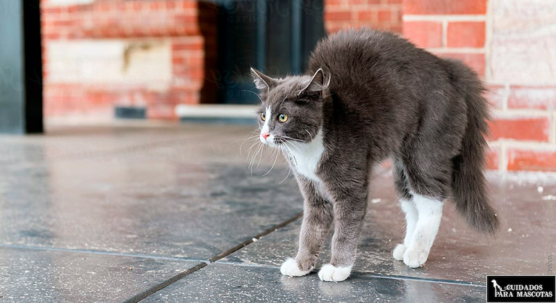 Gato impide que otro le huela el culo