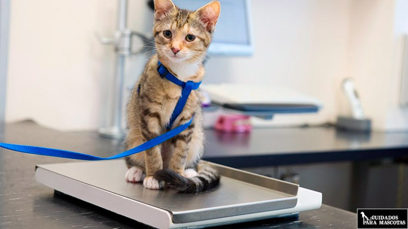 Visita al veterinario si tu gato adelgaza sin motivo
