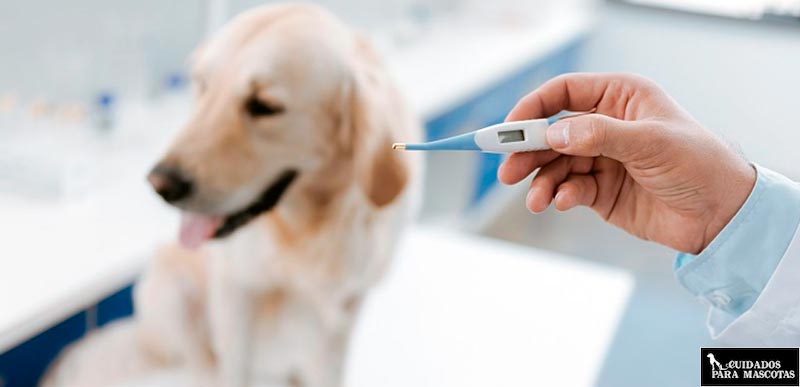 ¿Tu perro tiene fiebre?