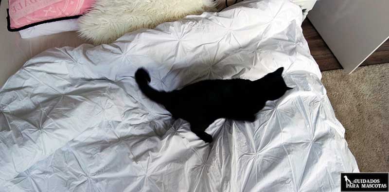 Gato castigo