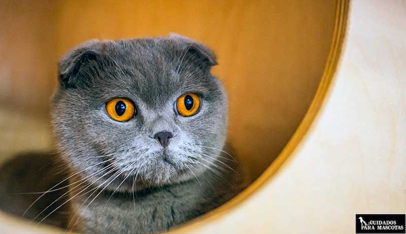Así debes regañar a tu gato