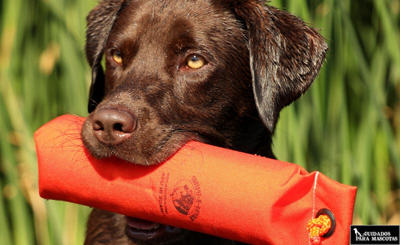 Señuelo para perros relleno de comida