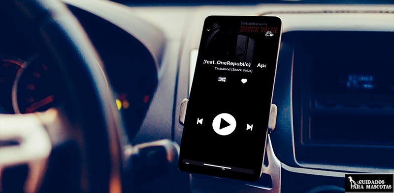 Música suave para tu gato en el coche