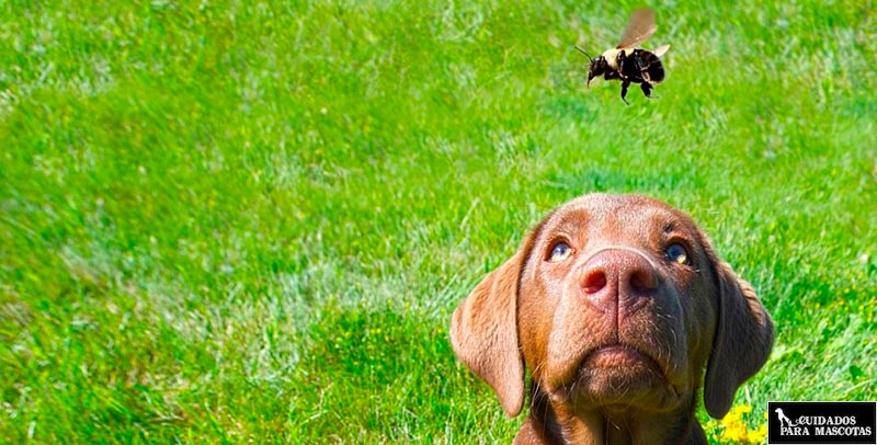 Qué hacer si le pica una abeja a tu perro