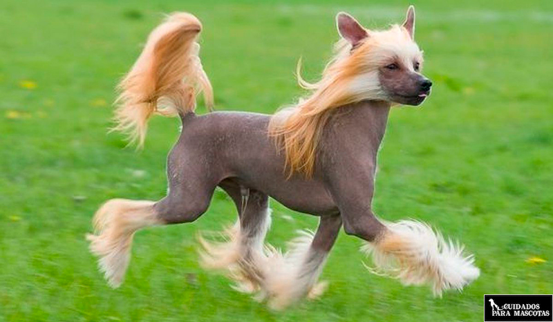 Perro sin pelo