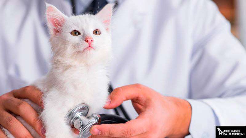 Seguros para gato