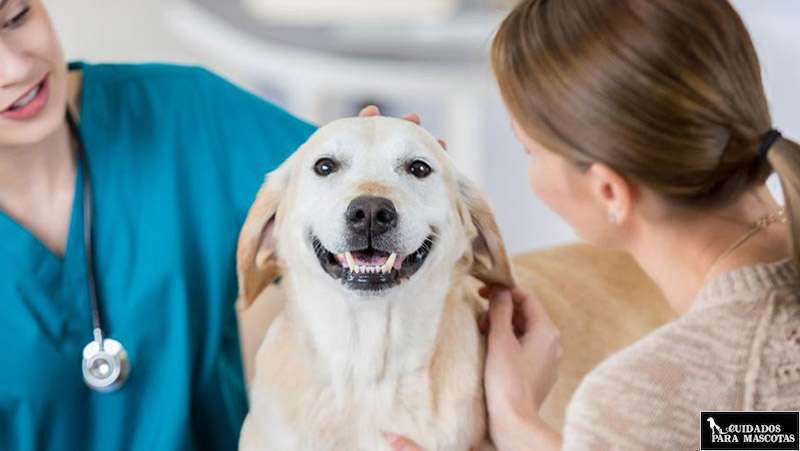 Seguros para perro