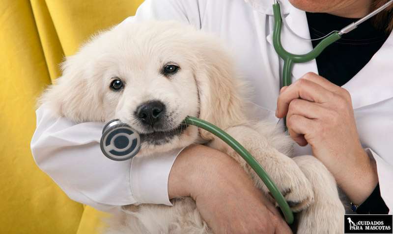 Comparativa de seguros para perro