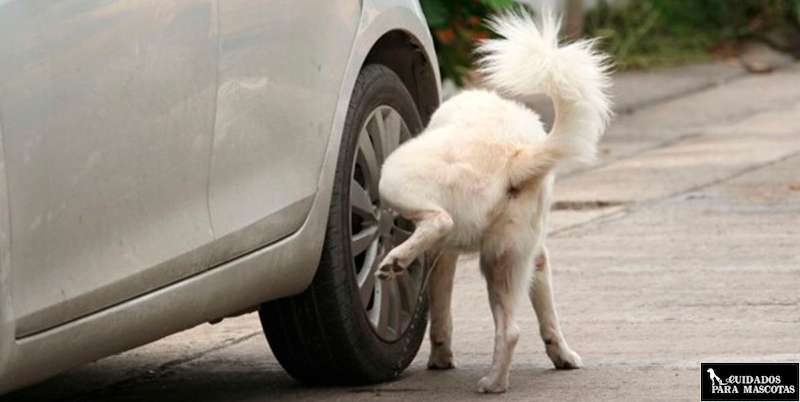 Perro orinando en rueda de coche