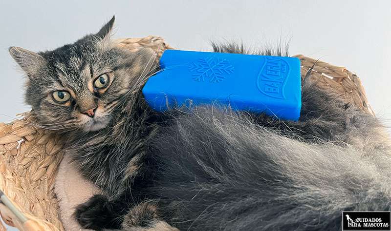 Evita los golpes de calor en perros y gatos