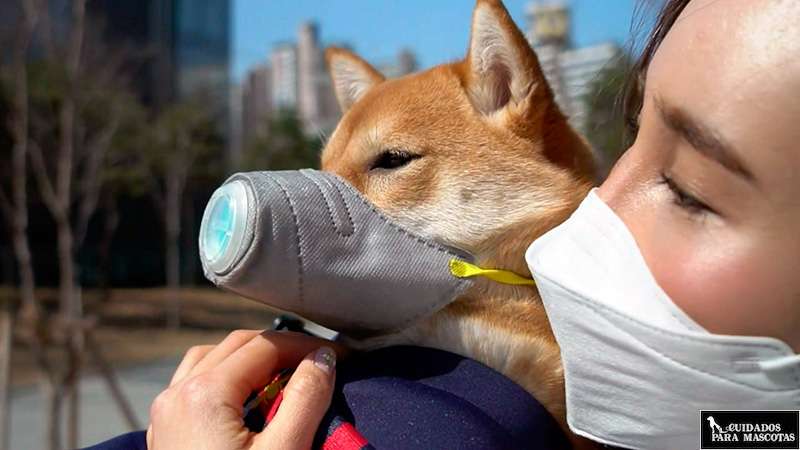 Perro con mascarilla