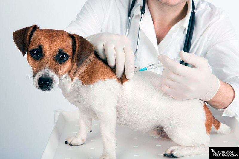 Vacunando perro